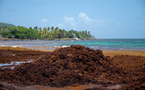 Guadeloupe: des rotations inter-îles suspendues en raison des sargasses