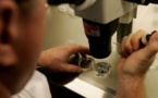 GB: des scientifiques autorisés à manipuler des embryons humains