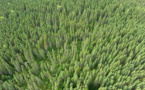 Le Canada sanctuarise une vaste forêt de la côte pacifique
