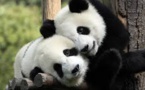Un bébé panda à Tokyo ? Shin Shin et Ri Ri vont tenter leur chance
