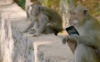 Inde: un singe chapardeur attaché et encagé à Bombay