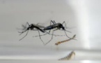 L'épidémie de Zika ne va pas se propager en Europe du Sud en 2016, selon un expert
