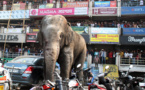 Chine: après un chagrin d'amour, un éléphant abîme de rage 19 voitures