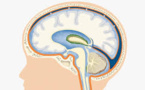 Avoir un gros cerveau ne serait pas forcément une bonne nouvelle