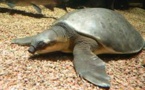 Une nouvelle espèce de tortue découverte en Papouasie