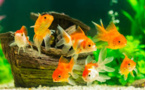 Japon: une mère force sa fille à avaler 30 poissons rouges