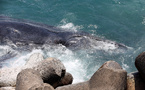 La Réunion encadre davantage l'observation des baleines pour préserver les cétacés