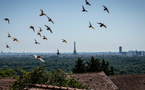 Près de Paris, les derniers pigeons militaires d'Europe s'envolent toujours
