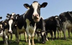 Climat: les Européens devront se limiter en boeuf et en fromage