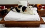 A Singapour, ça ronronne pour les chats