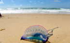 Les physalies, très urticantes, s'invitent sur les plages du Sud Ouest
