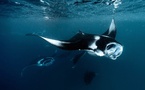 Les raies mantas en danger