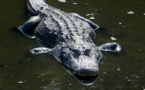 Les alligators, voisins intéressés des oiseaux 