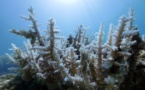 Un important blanchissement corallien aux Marquises