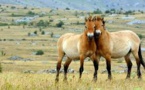 Autrefois au bord de l'extinction, le dernier cheval sauvage du monde de retour en Russie