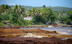 Aux Antilles, mobilisation accrue contre les arrivages massifs de sargasses