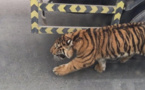 Qatar: un tigre en liberté dans les rues de Doha