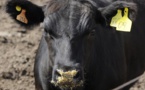 Argentine : un taureau s'échappe de l'abattoir et sème la panique