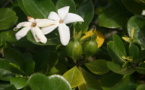 Carnet de voyage - Makemo, les fruits du sel