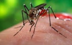 Zika: nouvelle preuve de la capacité du virus Zika à s'attaquer au système nerveux