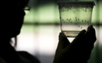 USA: feu vert de principe pour lâcher des moustiques OGM contre le Zika