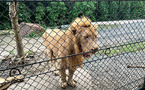 Thaïlande: un zoo sous le feu des critiques après une attaque de lion mortelle