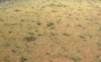 Insolite: des "cercles de fées" découverts en Australie