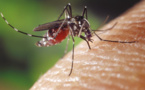 Premier vaccin expérimental 100% efficace contre la dengue