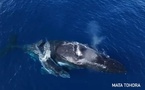 Deux baleines blessées : Mata Tohora saisit le procureur