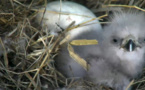 Un aiglon éclot en direct et crée la sensation à Washington