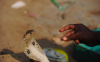 Dans les villages du Bangladesh, le retour de la grande peur des serpents