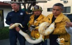 Chassé d'un restaurant, il se fâche et lâche un python géant