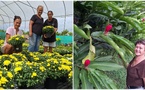 ​Les horticulteurs parés pour la Toussaint