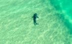 Dans le ciel, la mer, l'Australie à l'affût des attaques de requins