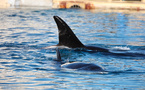 A Marineland, orques et dauphins surnagent dans un parc en décomposition