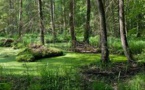 Greenpeace contre l'abattage d'arbres de la plus ancienne forêt primaire d'Europe