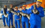 Malaisie: un python géant retrouvé sur un chantier de construction