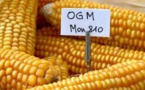 Le Conseil d'État annule l'interdiction du maïs OGM MON810 de Monsanto
