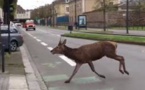Un cerf en cavale capturé dans les rues de Rennes