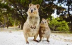 L'Australie forme des marsupiaux à éviter les crapauds toxiques