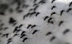 Zika: les moustiques, des porteurs de virus difficiles à éliminer