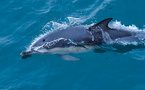 Dauphins: un rapport scientifique explore des alternatives à la fermeture de la pêche
