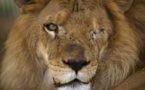Trente-trois lions sauvés des cirques sud-américains s'envolent pour l'Afrique