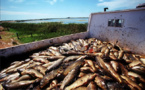 Australie : une forme d'herpès sera utilisée contre les carpes invasives