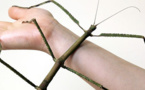 Un phasme découvert en Chine déclaré plus long insecte au monde