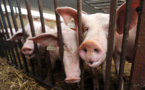 Les éleveurs de porcs veulent créer un centre de naissances contrôlées à Taravao