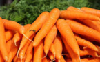 Le gène qui rend la carotte orange identifié, un atout pour la santé