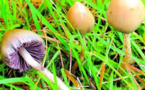 Des champignons hallucinogènes pour combattre la dépression ?