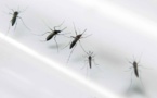 Zika: risque élevé autour de la mer Noire, globalement limité en Europe (OMS)