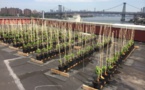 Un premier vignoble sur un toit de New York